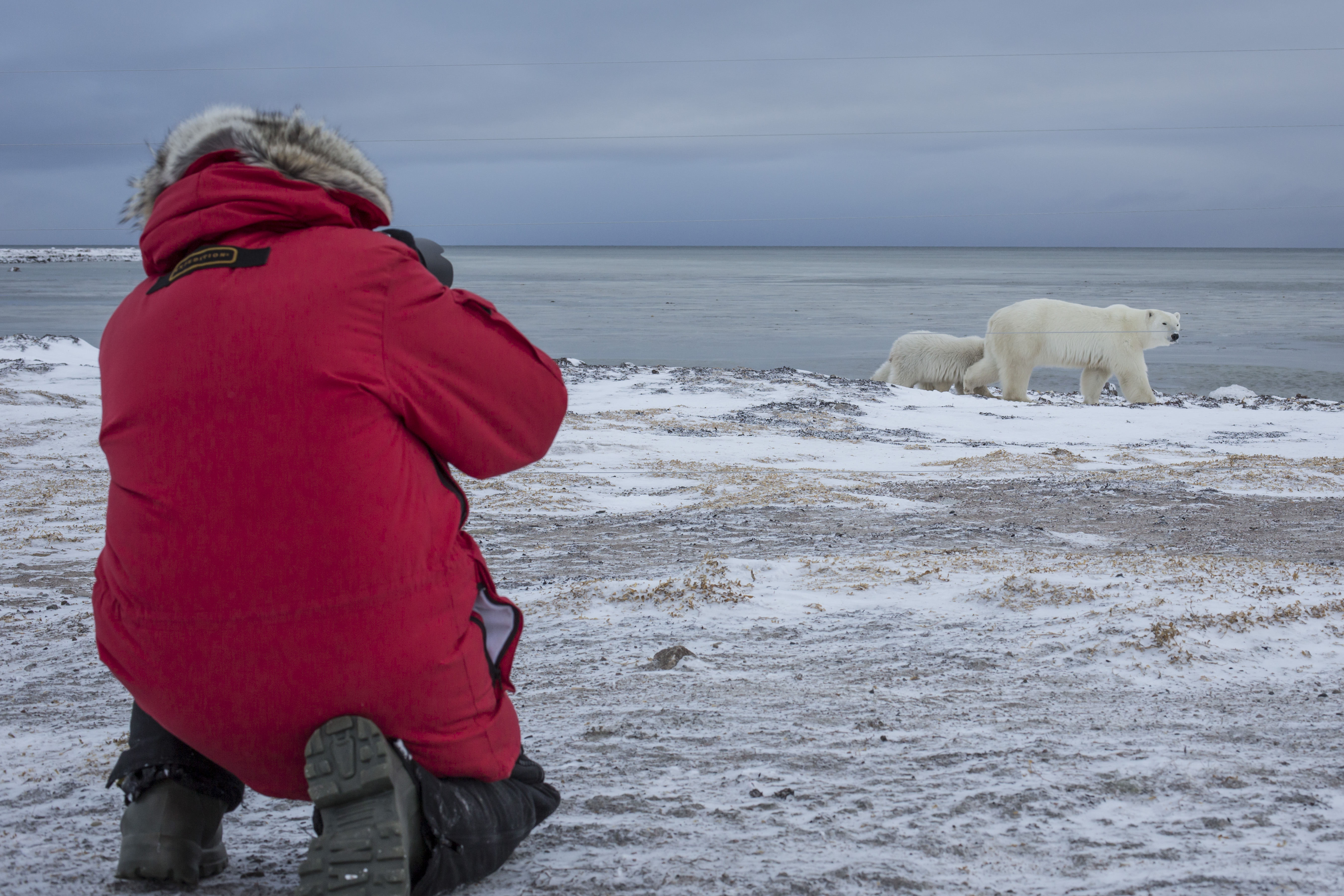 a man takes a picture of a polar bear