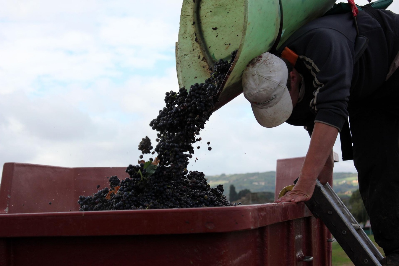 master grape picker in beaujolais french wine region