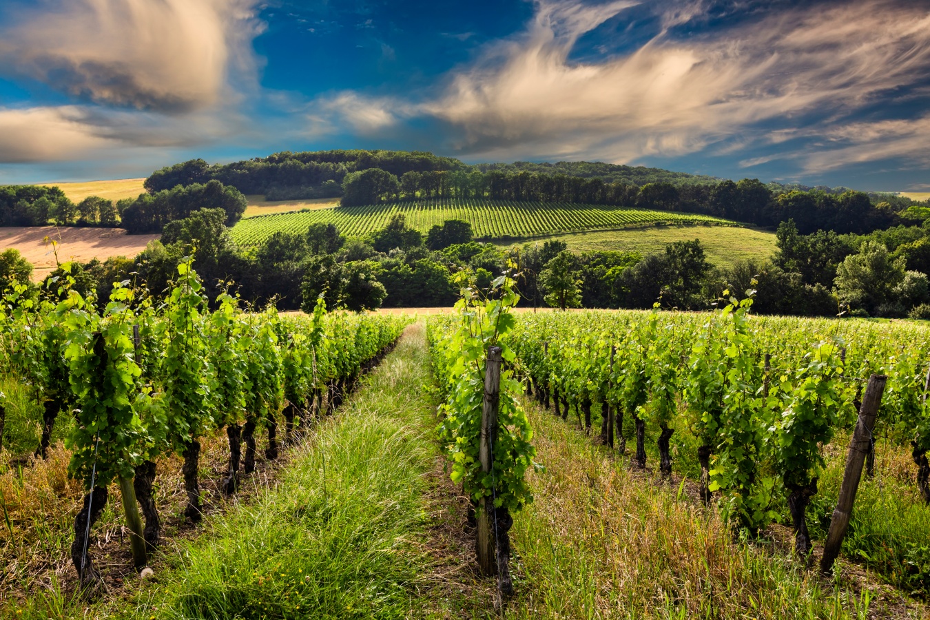vast vineyards of bordeaux france