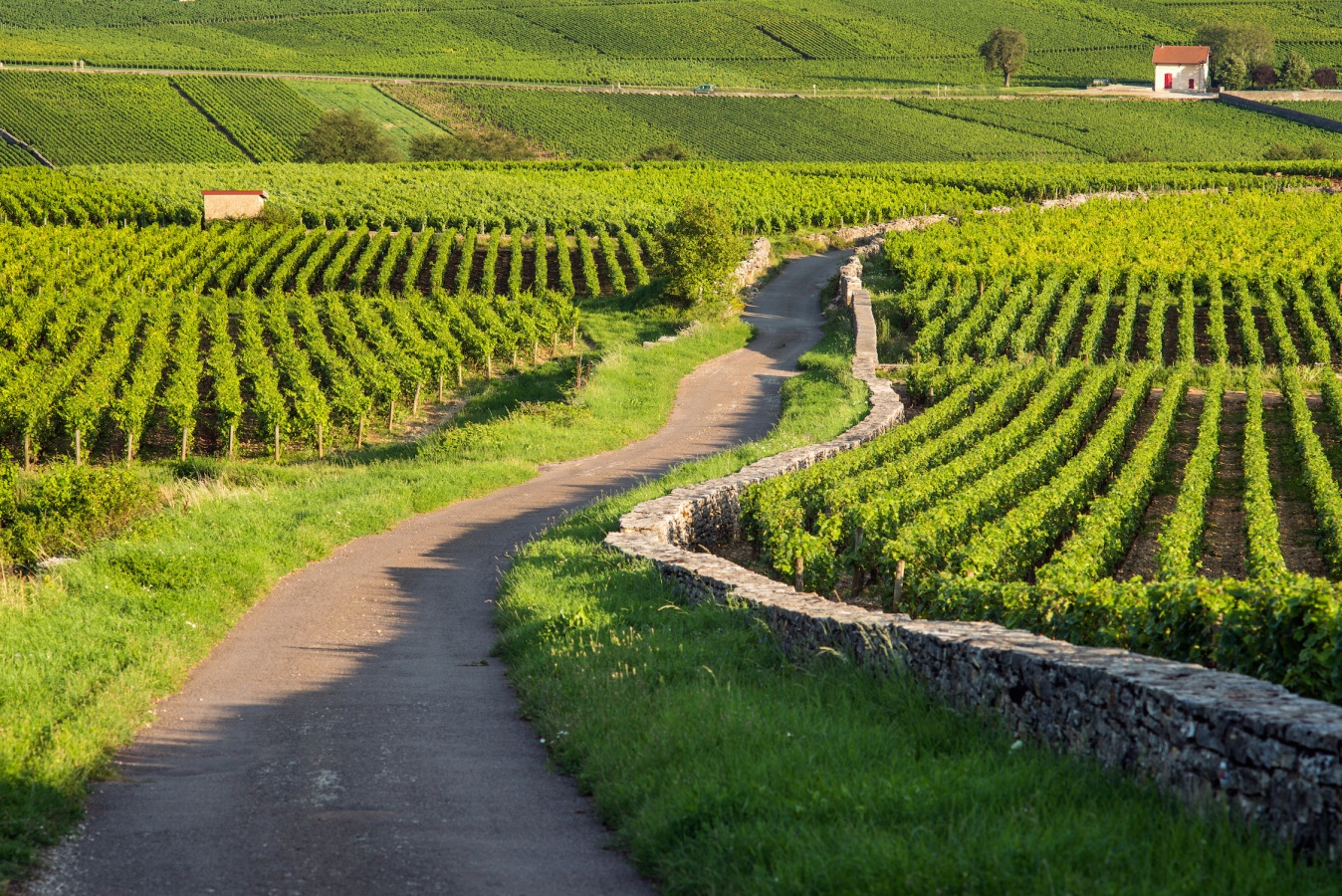 burgundy french french wine producing region