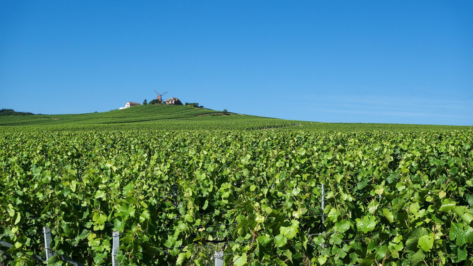 vineyard in champagne best wine region france