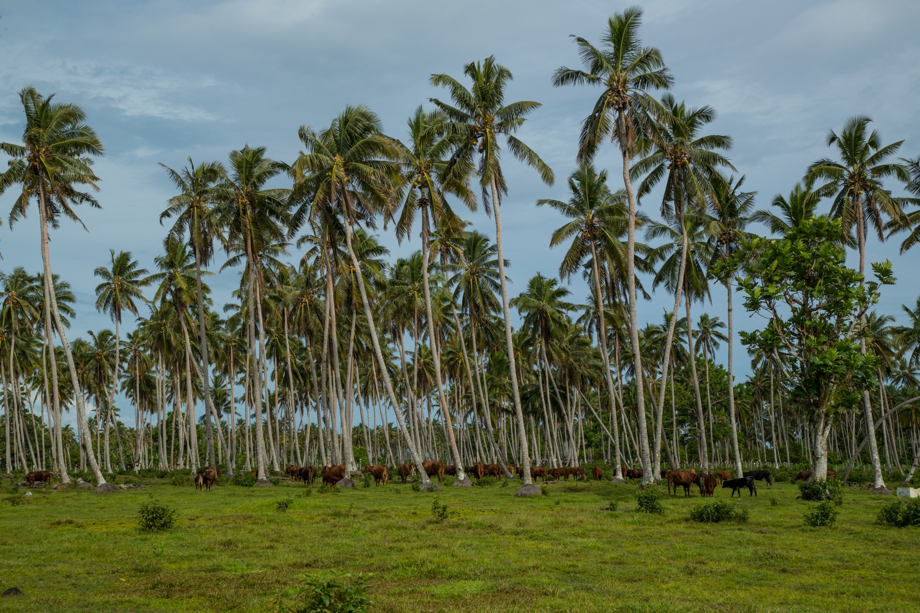 coconut plantation in Samoa